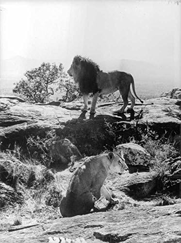 Реколта картина с изображение на лъв, застанал върху камък, докато лъвица седи.
